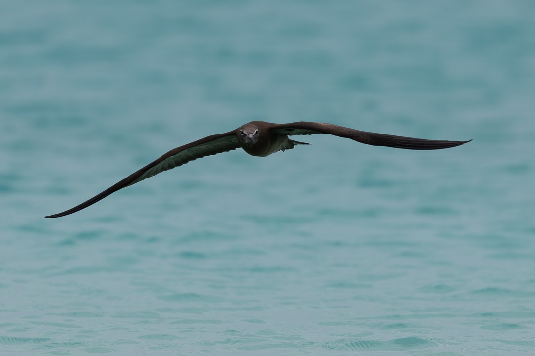 brunnoddy - ML649115737