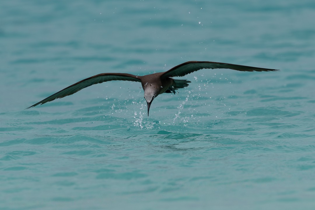 brunnoddy - ML649115739