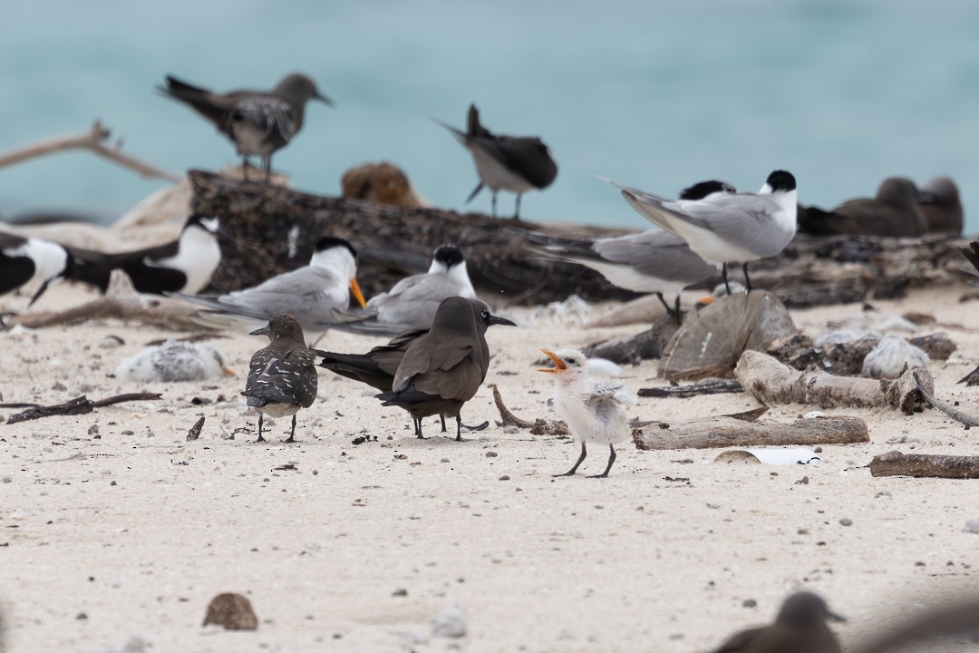 brunnoddy - ML649115741