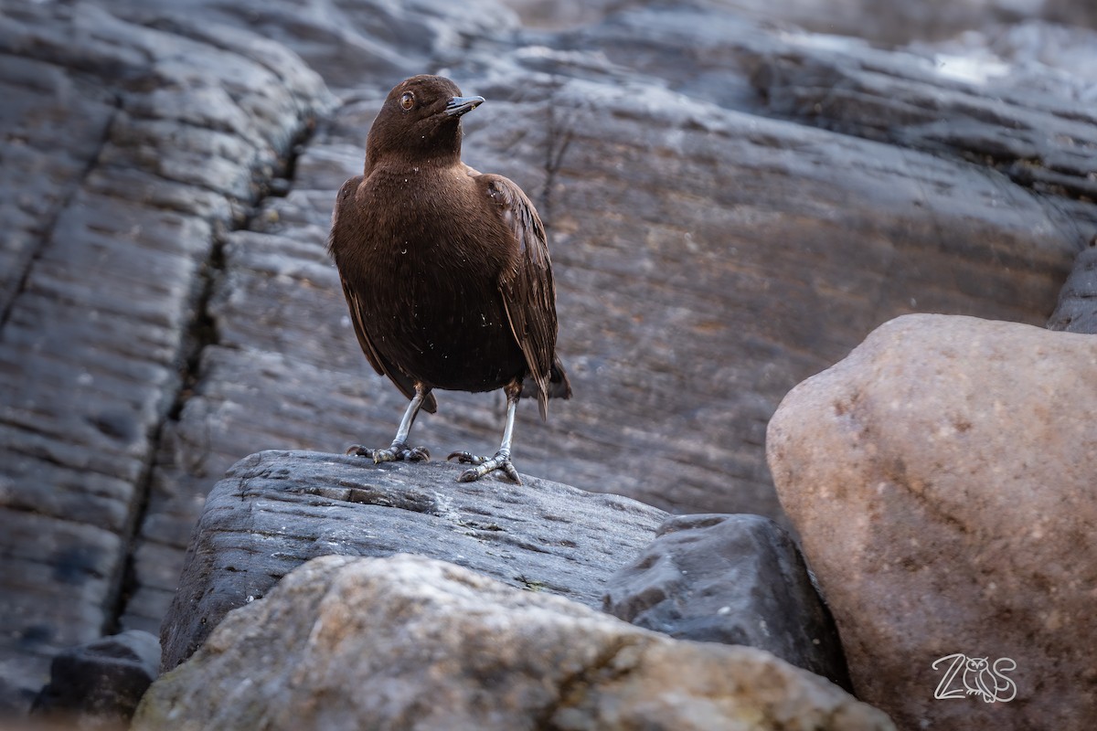 brunfossekall - ML649115747