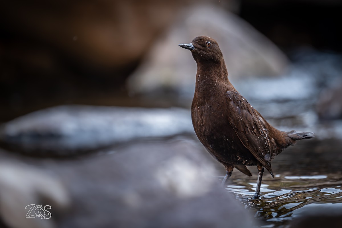 brunfossekall - ML649115748