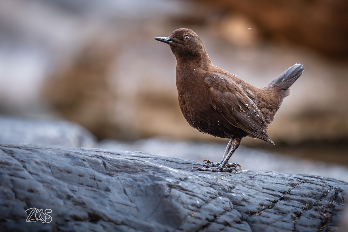 brunfossekall - ML649115750