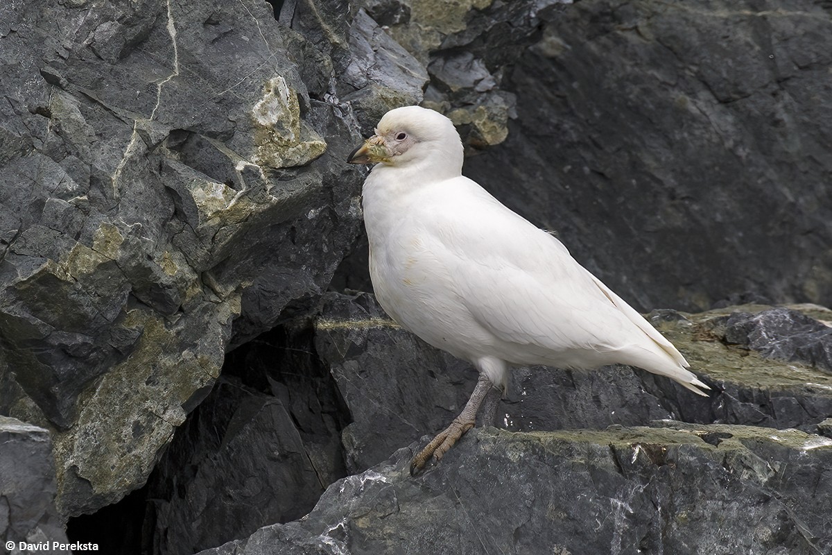 antarktisslirenebb - ML649115753