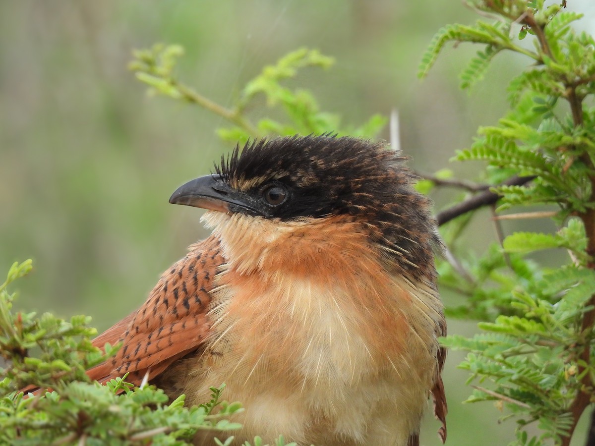 Burchell Kukalı - ML649116545