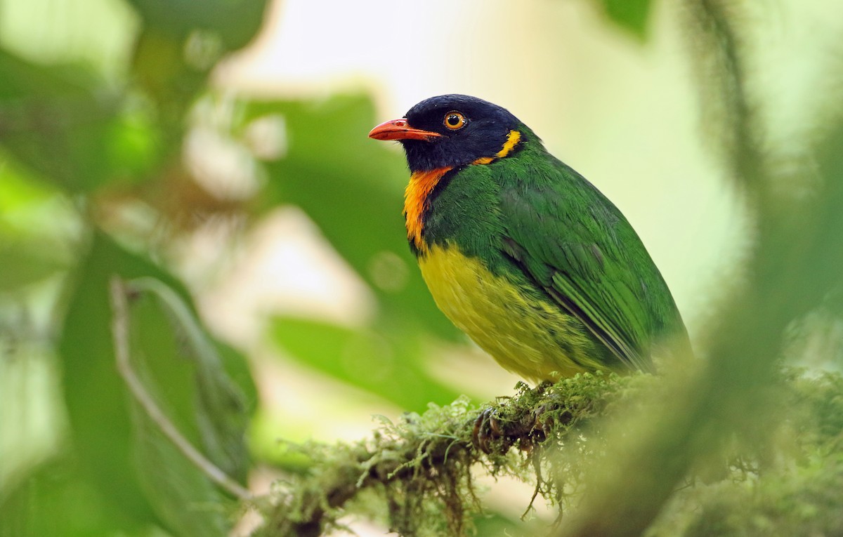 Orange-breasted Fruiteater - Luke Seitz