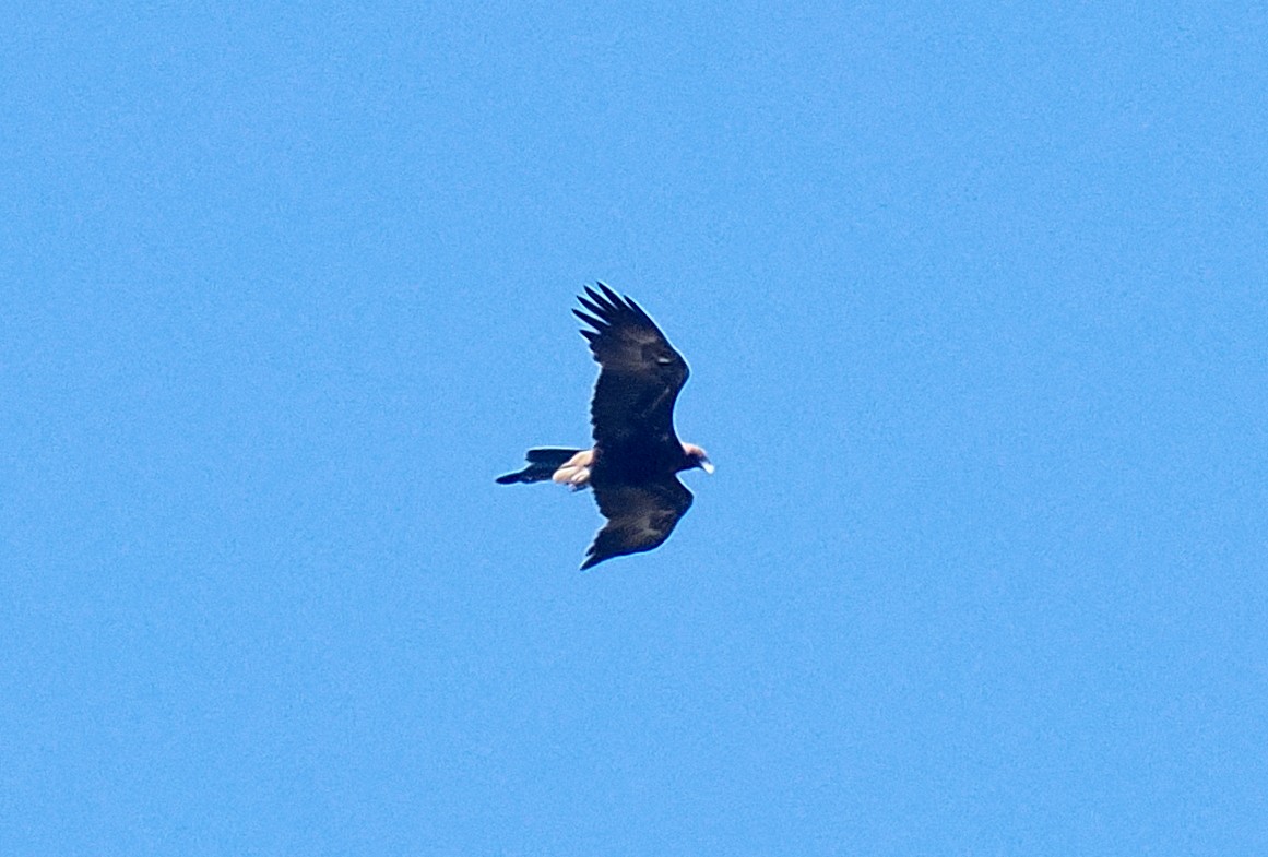 orel klínoocasý - ML649116869