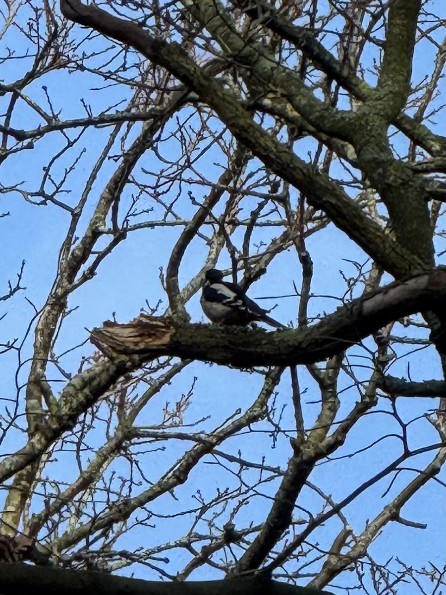 Pico Picapinos - ML649116973