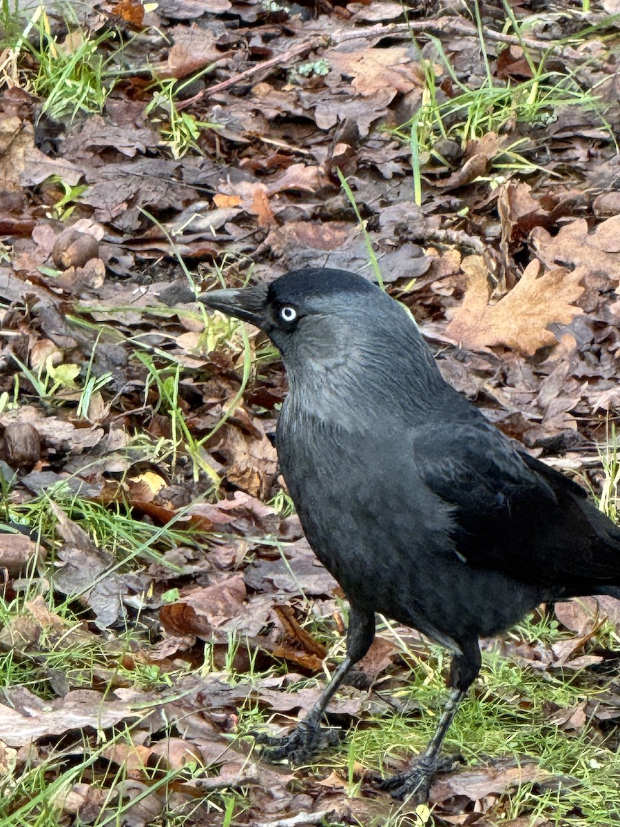 Grajilla Occidental - ML649116976