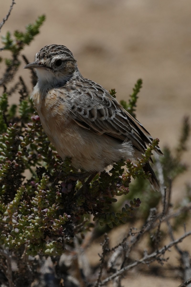 Spike-heeled Lark - ML649117372