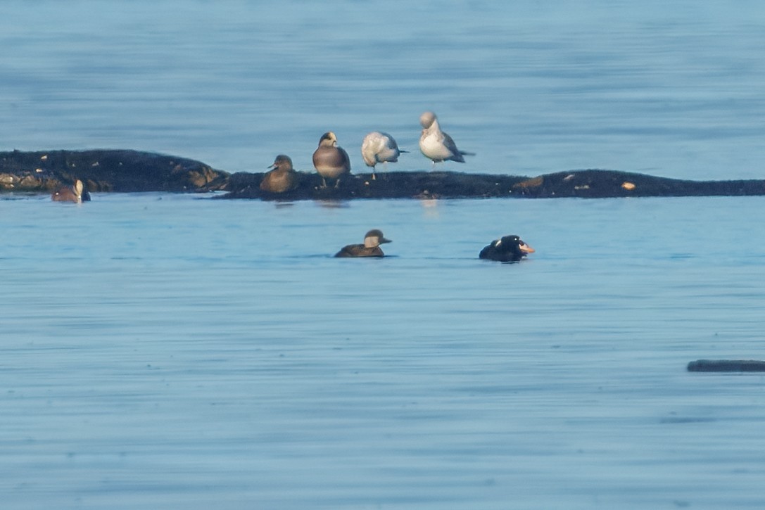 Black Scoter - ML649117595