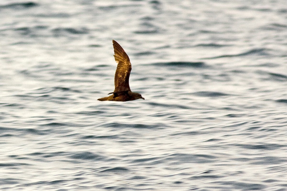 Jouanin's Petrel - ML64911761