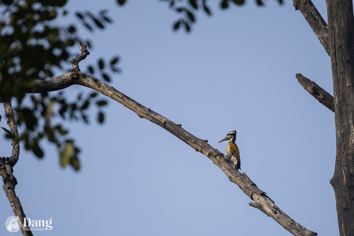 White-naped Woodpecker - ML649117858