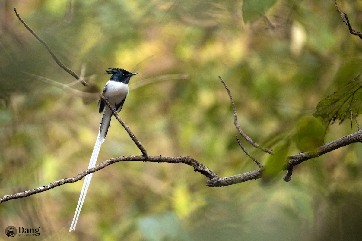 Indian Paradise-Flycatcher - ML649117948