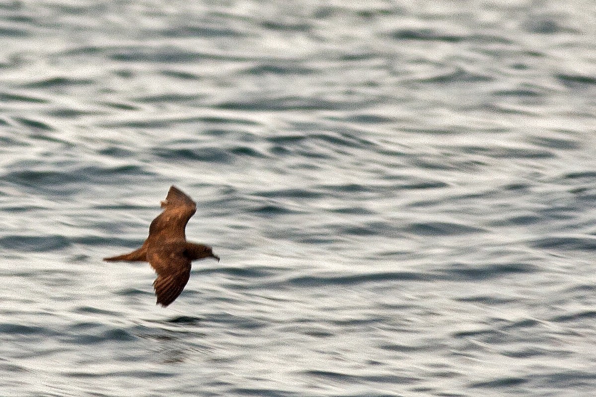 Jouanin's Petrel - Praveen es