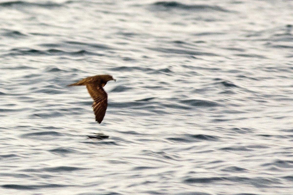 Jouanin's Petrel - ML64911821