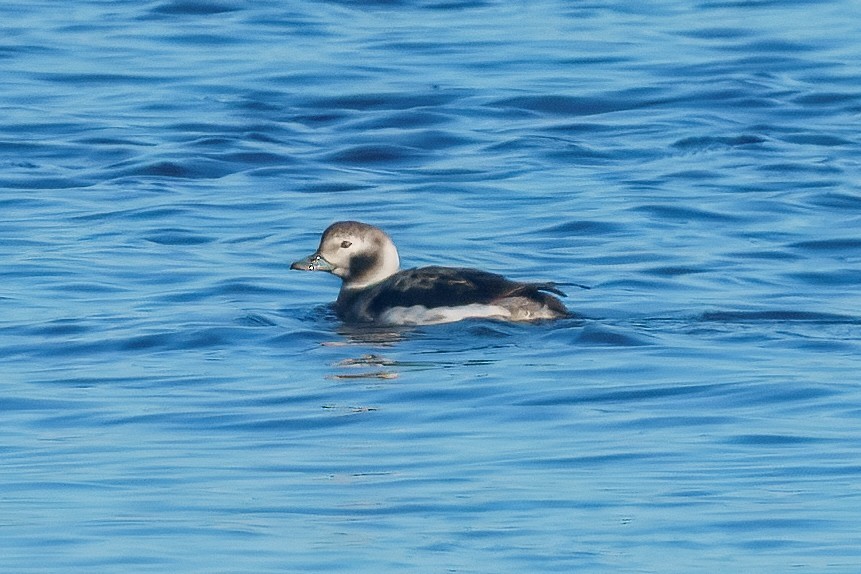 Long-tailed Duck - ML649118295