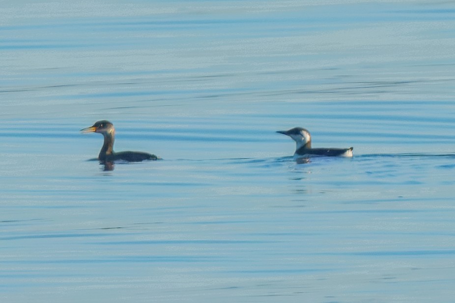 Common Murre - ML649118305