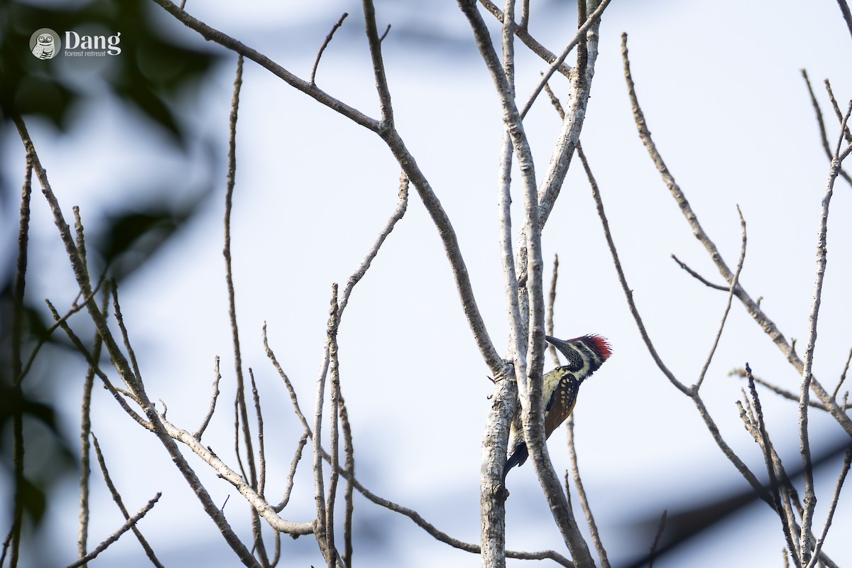 Black-rumped Flameback - ML649118353