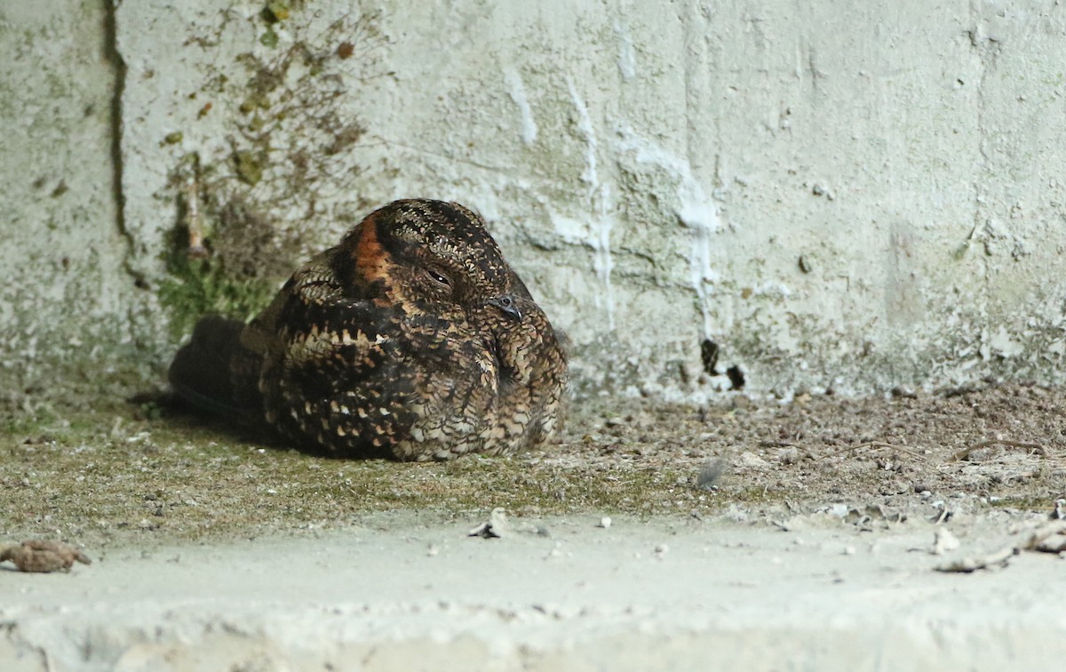 Lyre-tailed Nightjar - ML64911841