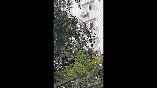 Oriental Magpie-Robin - ML649118709