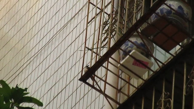 Red-whiskered Bulbul - ML649118751