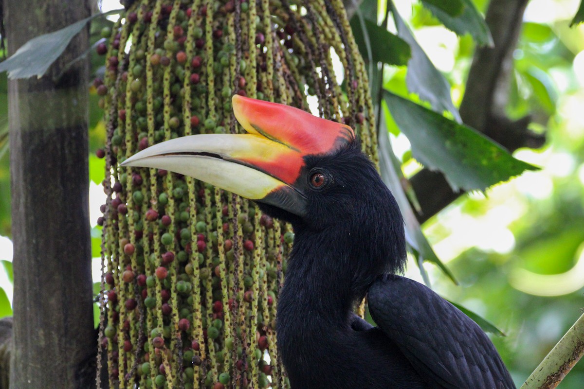 Calao rhinocéros - ML649118836