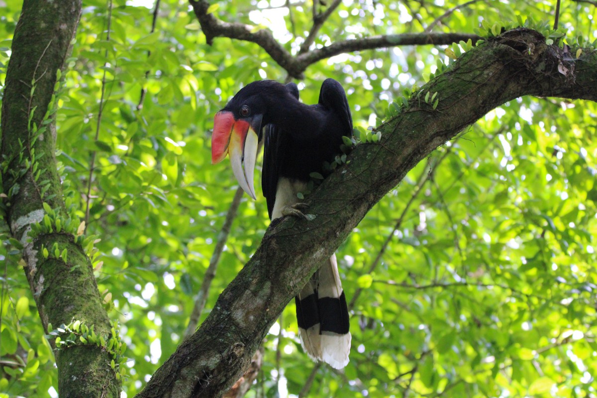 Calao rhinocéros - ML649118837