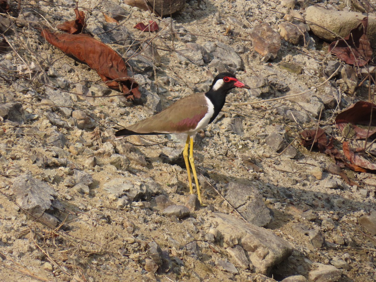 Чайка індійська - ML649118960