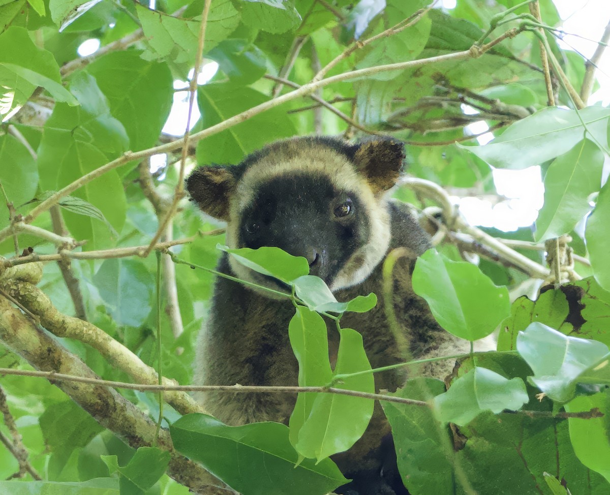 Bennett's Tree Kangaroo - ML649118987