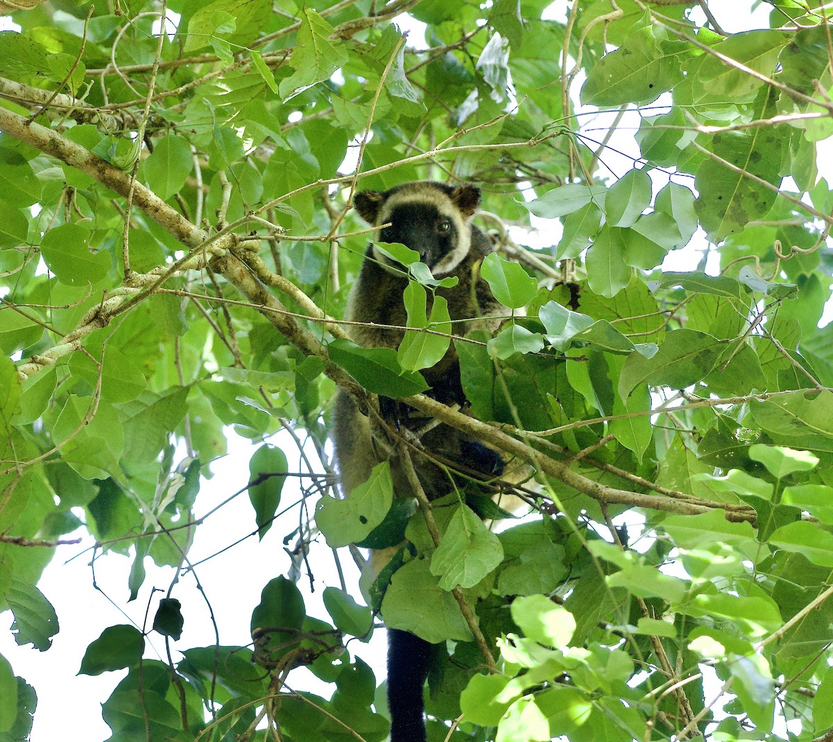 Bennett's Tree Kangaroo - ML649118988