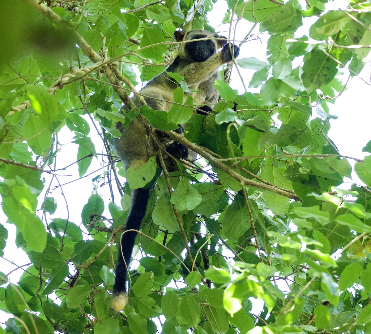 Bennett's Tree Kangaroo - ML649118989