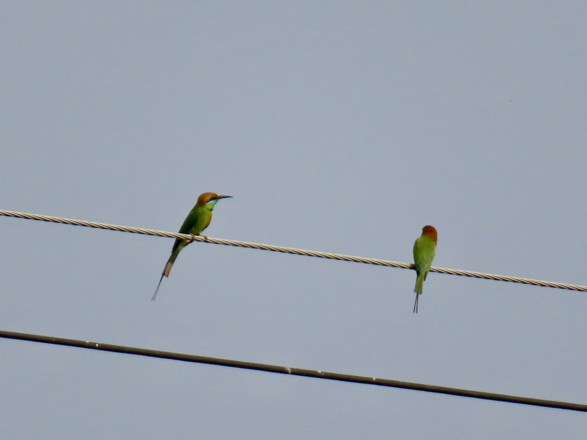 Бджолоїдка мала - ML649119023