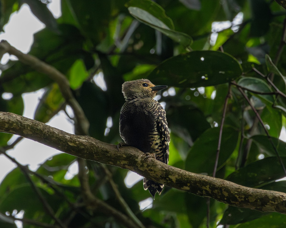 Buff-rumped Woodpecker - ML649119071