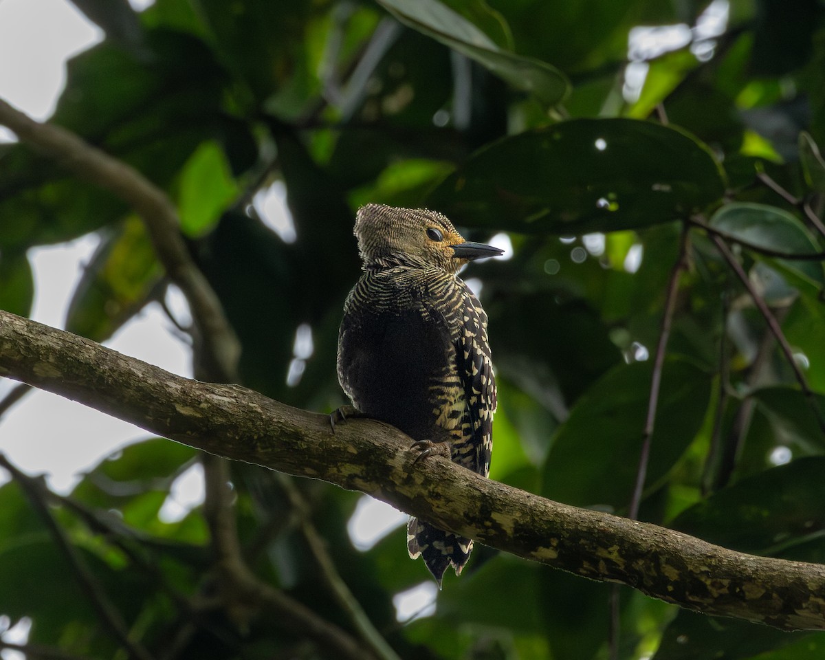 Buff-rumped Woodpecker - ML649119072
