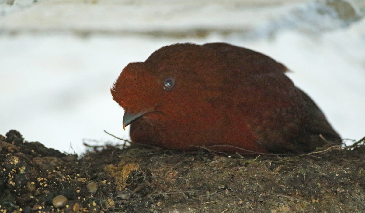 Andean Cock-of-the-rock - ML64911911