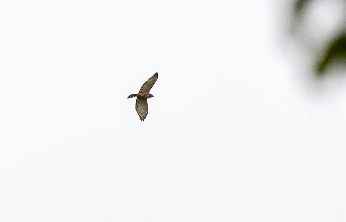 káně širokokřídlá - ML649119369