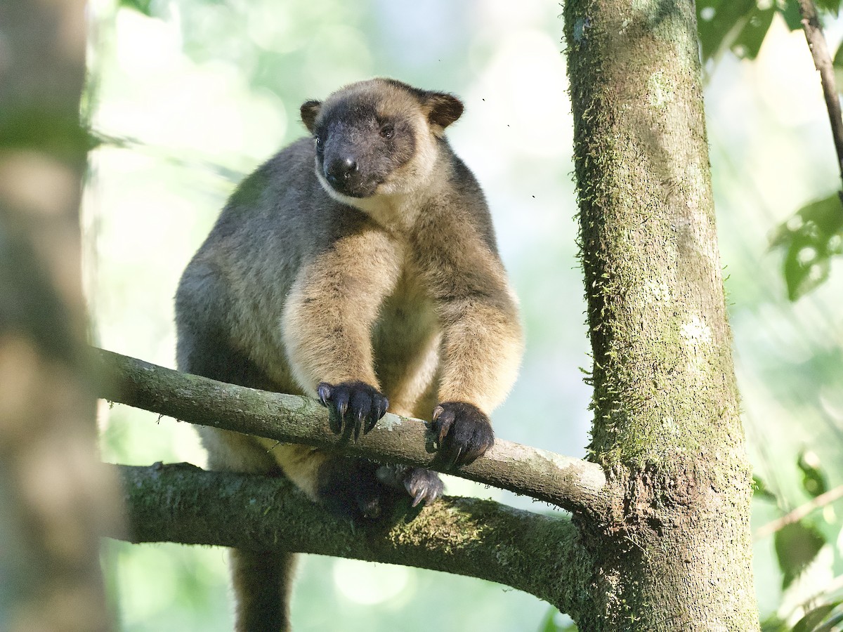 Bennett's Tree Kangaroo - ML649119394