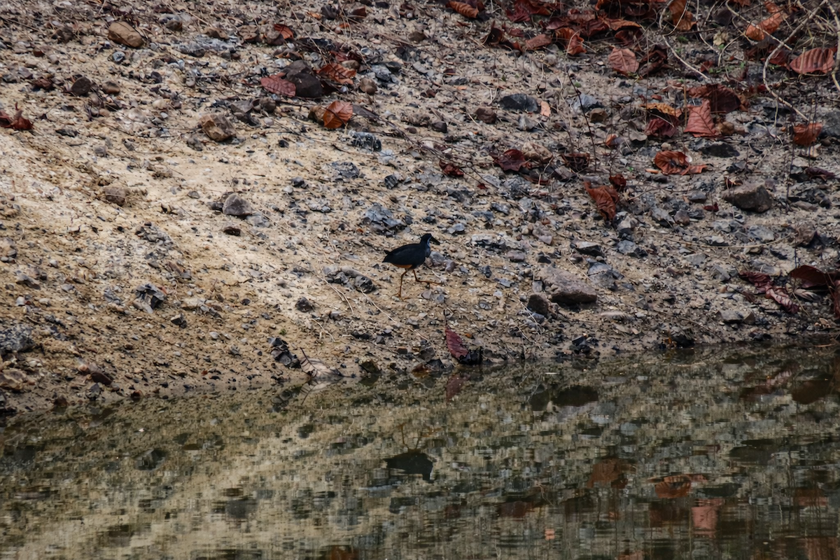 Багновик білогрудий - ML649119396