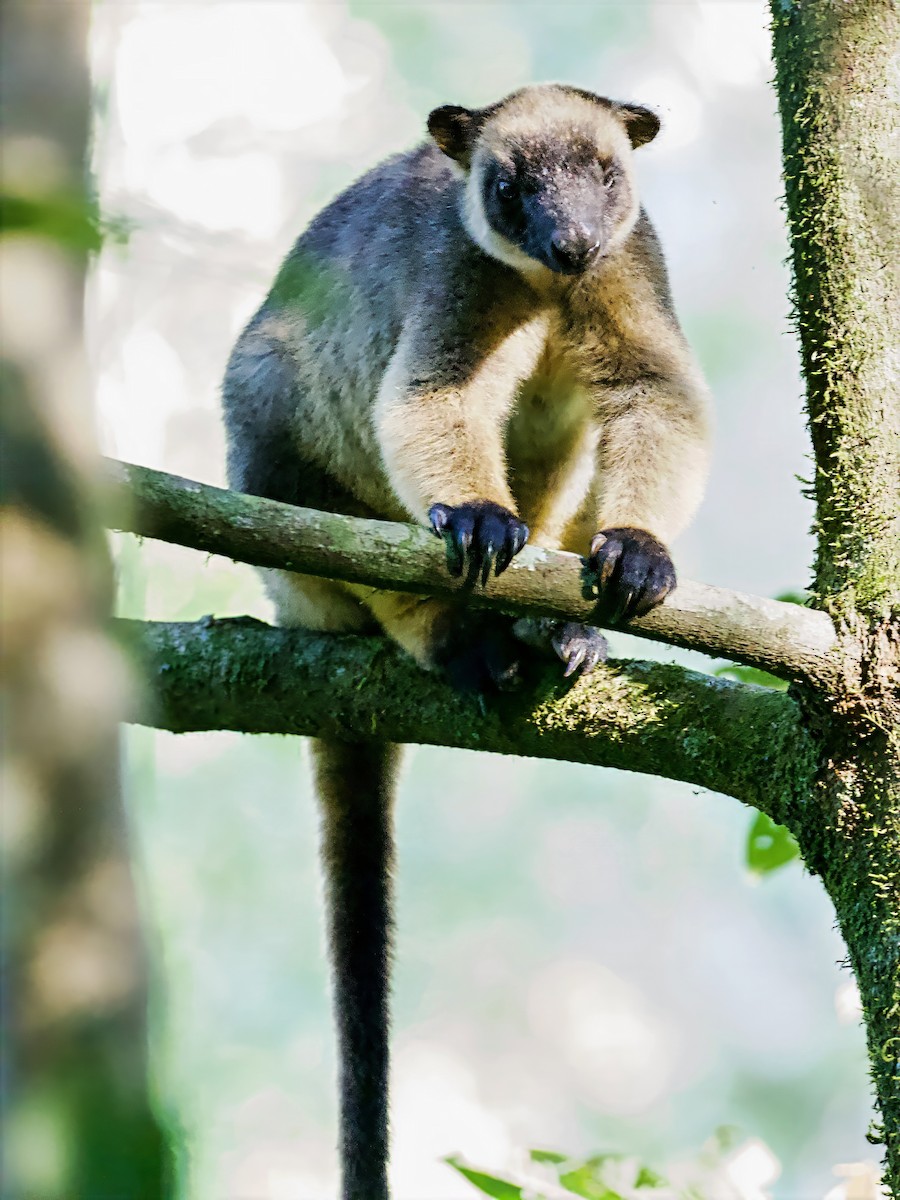 Bennett's Tree Kangaroo - ML649119415