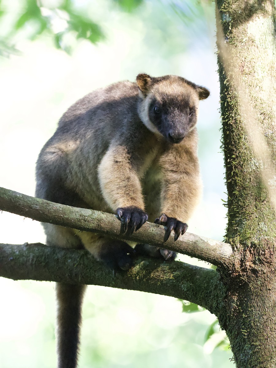 Bennett's Tree Kangaroo - ML649119416