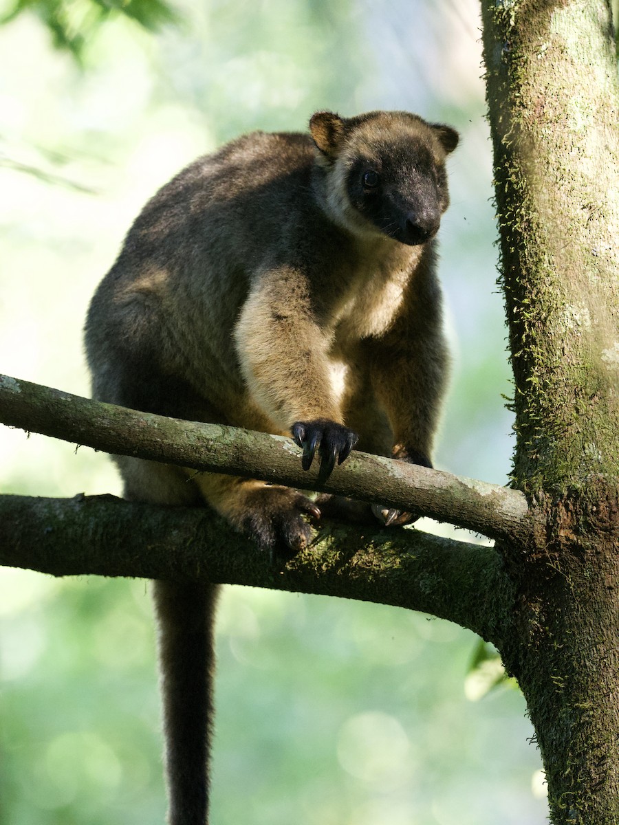 Bennett's Tree Kangaroo - ML649119417