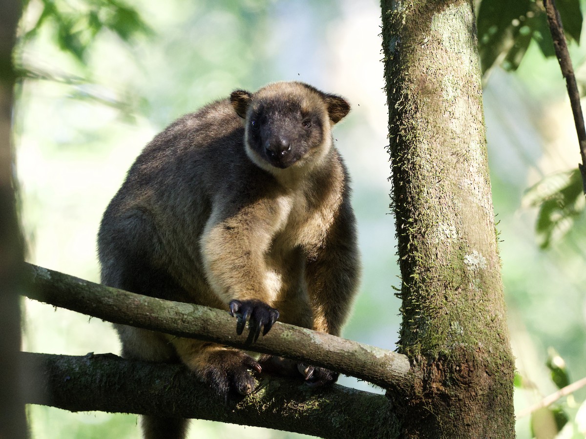 Bennett's Tree Kangaroo - ML649119418