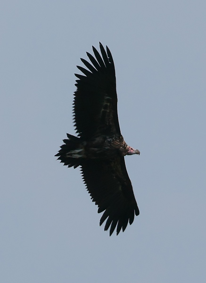 Lappet-faced Vulture - ML649119557