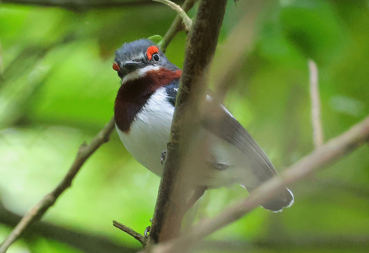 Brown-throated Wattle-eye - ML649119566