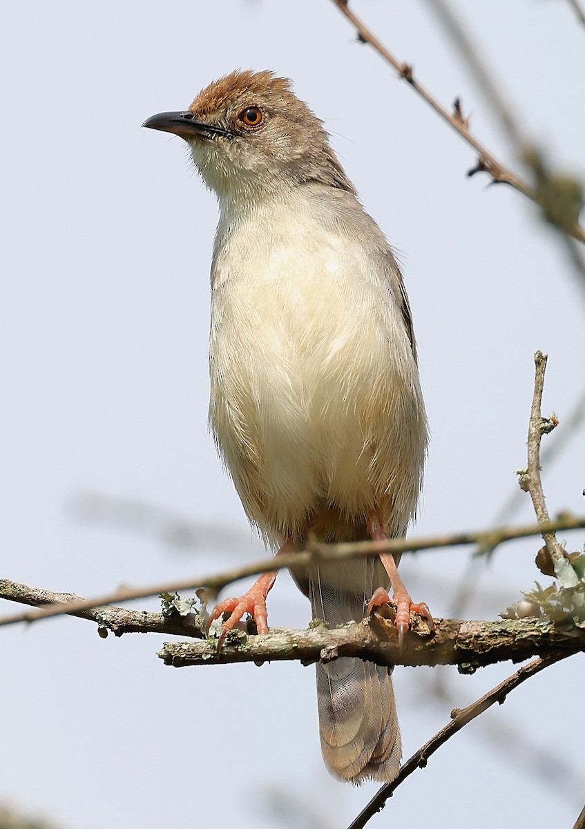 Trilling Cisticola - ML649119570