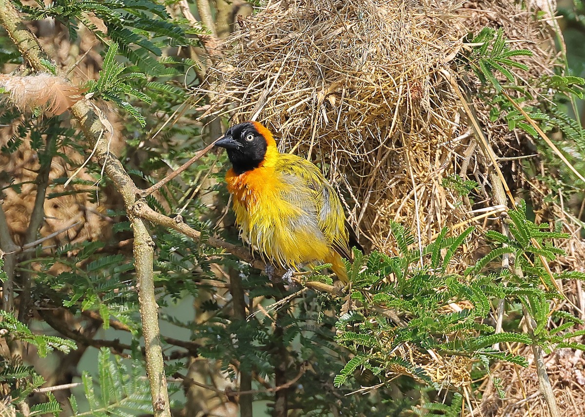 Lesser Masked-Weaver - ML649119585