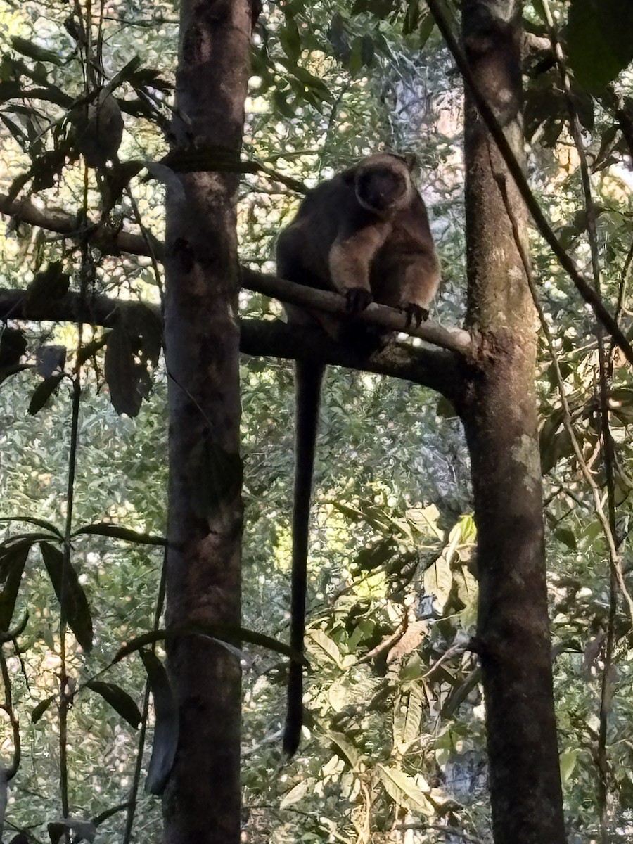 Bennett's Tree Kangaroo - ML649119705