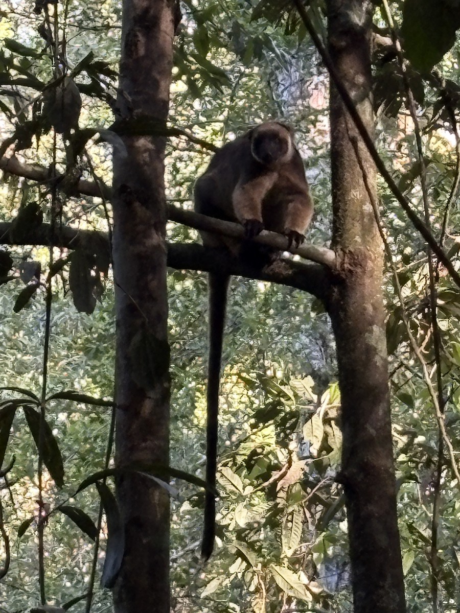 Bennett's Tree Kangaroo - ML649119707