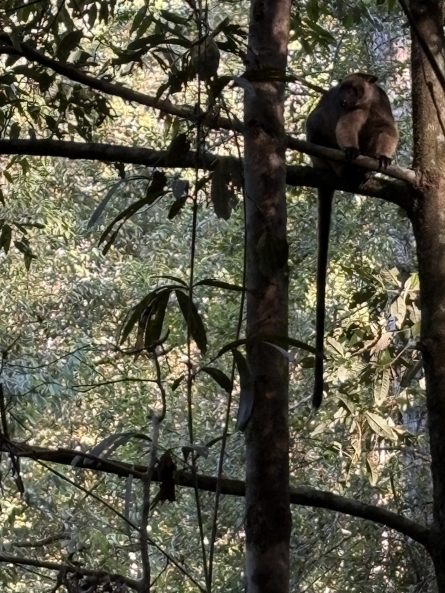 Bennett's Tree Kangaroo - ML649119708