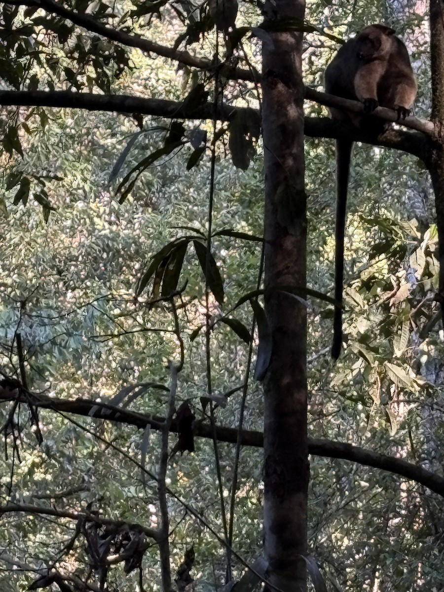 Bennett's Tree Kangaroo - ML649119709